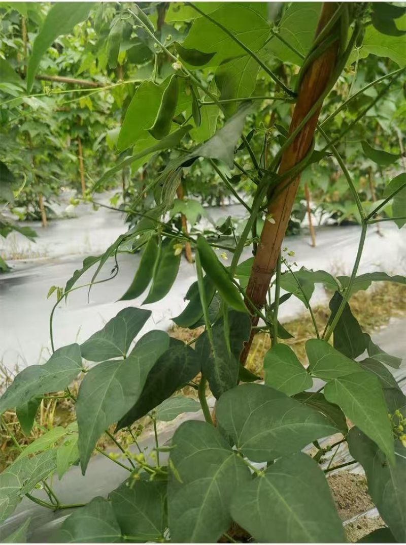 白玉豆王帝豆大量上市产地直发欢迎采购