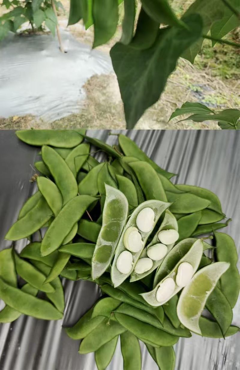 白玉豆王帝豆大量上市产地直发欢迎采购