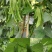 白玉豆王帝豆大量上市产地直发欢迎采购