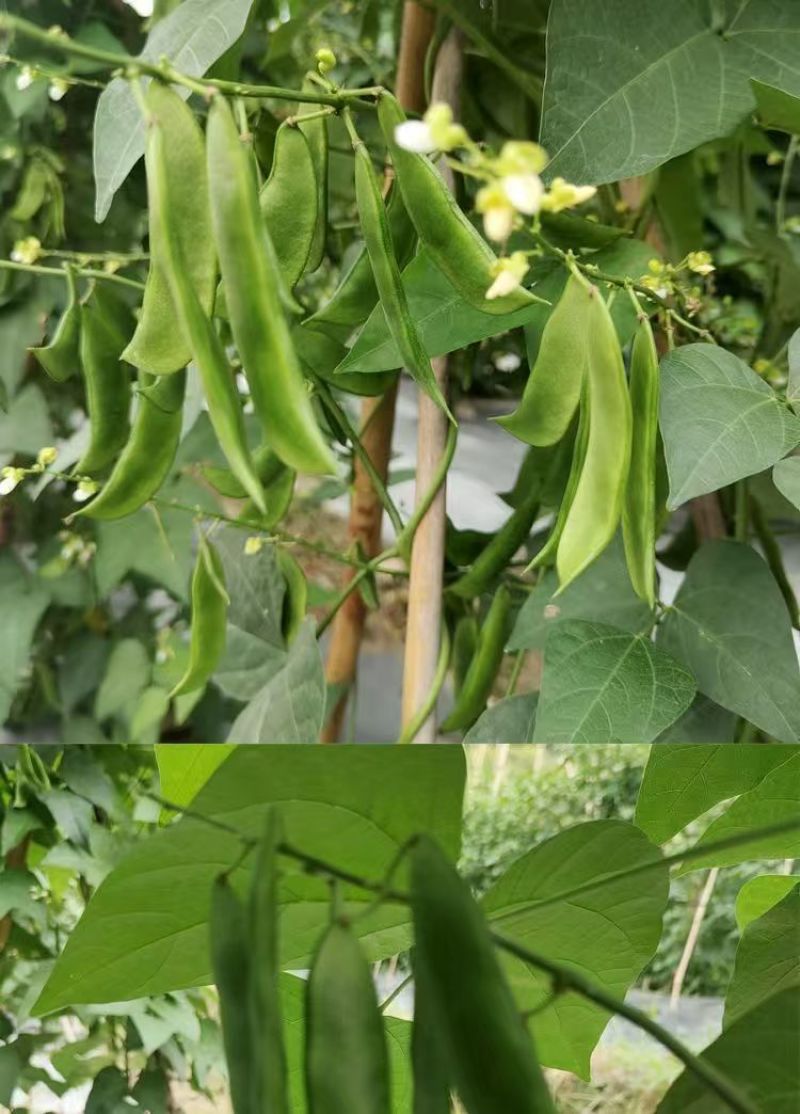 白玉豆王帝豆大量上市产地直发欢迎采购