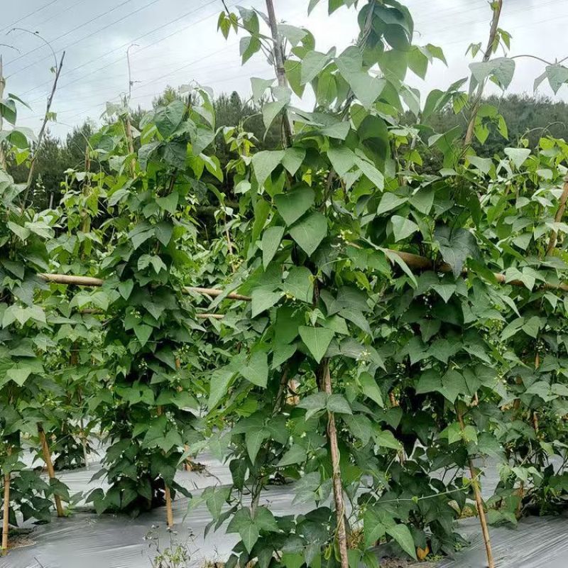 白玉豆王帝豆大量上市产地直发欢迎采购