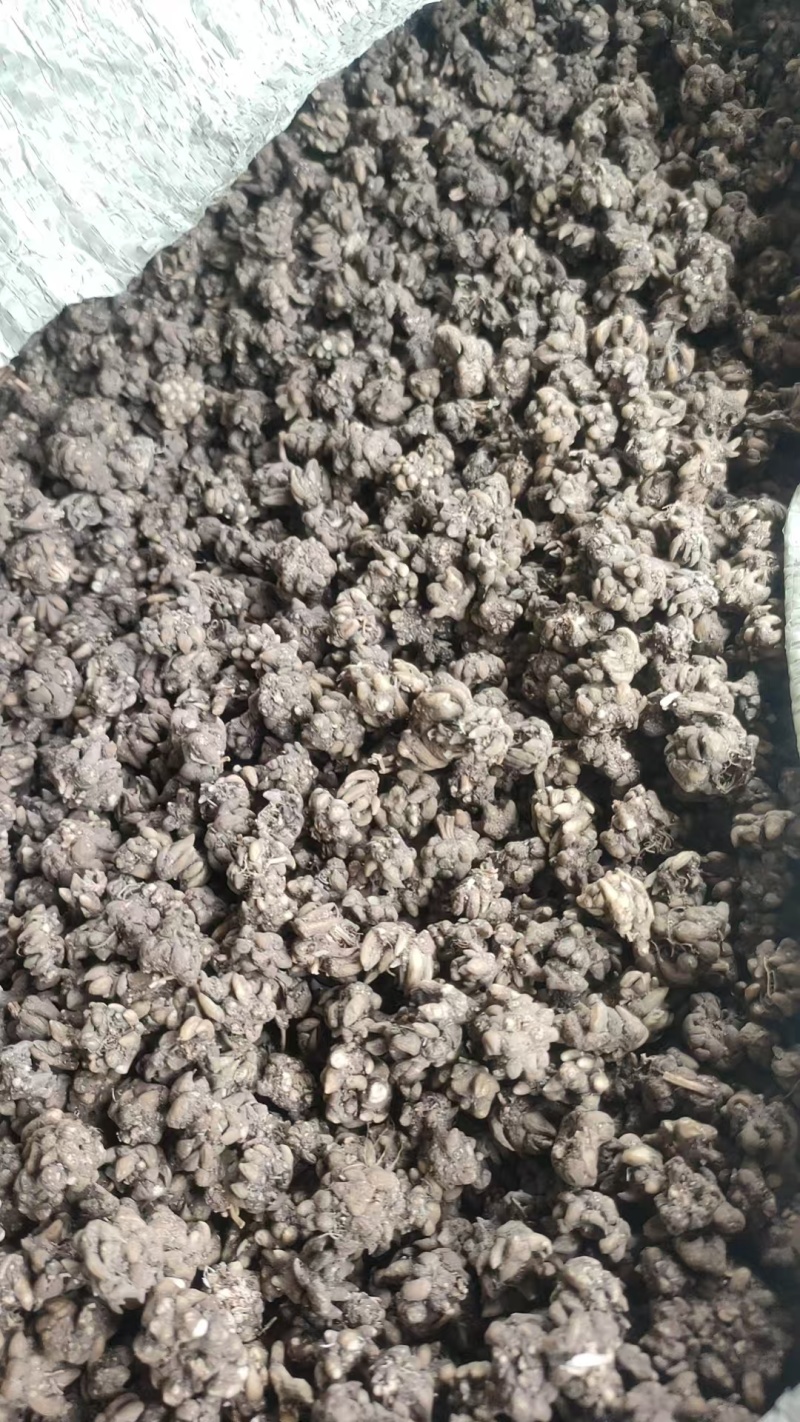 中药材，猫爪草厂家直发量大从优支持在线下单欢迎来电