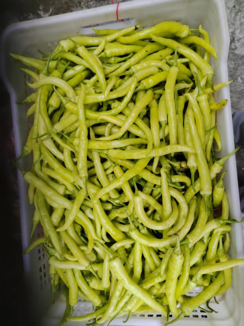 辣椒产地直发诚信经营量大从优
