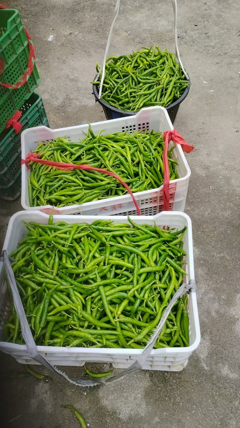 辣椒产地直发诚信经营量大从优