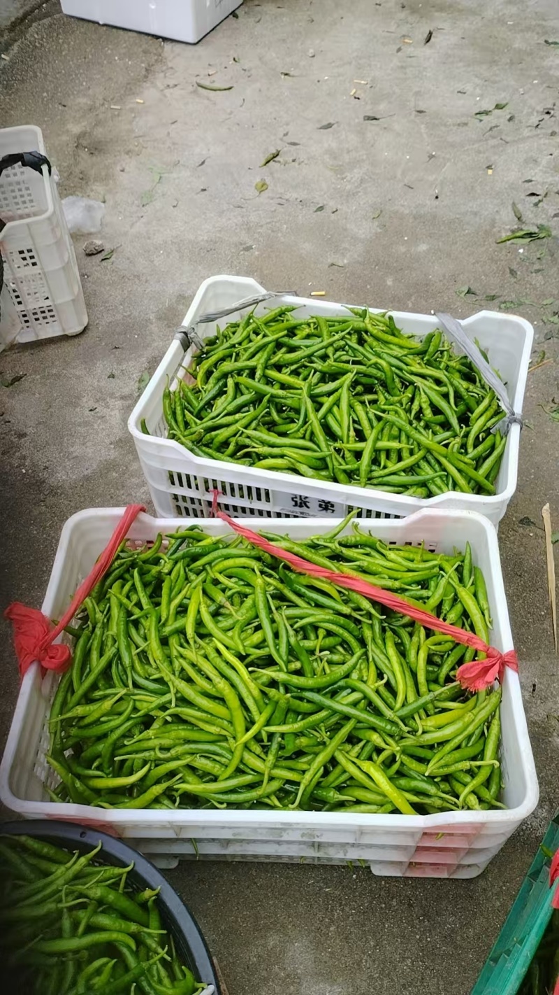 辣椒产地直发诚信经营量大从优