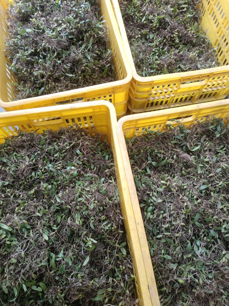 单叶小果石橄榄种苗