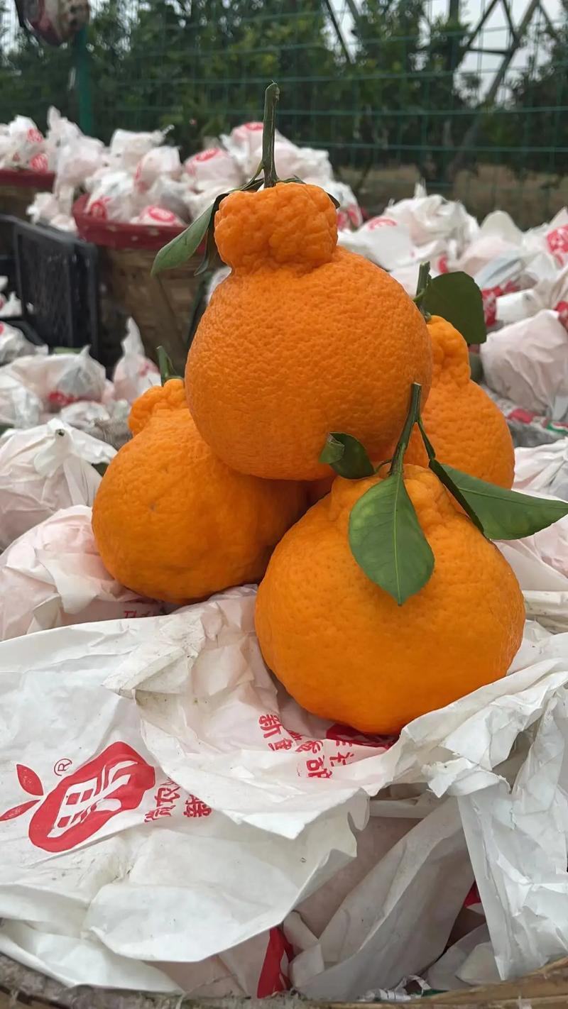 柑桔，丑桔，丑八怪，大炮桔，颜色火红产地一手货源大量供应