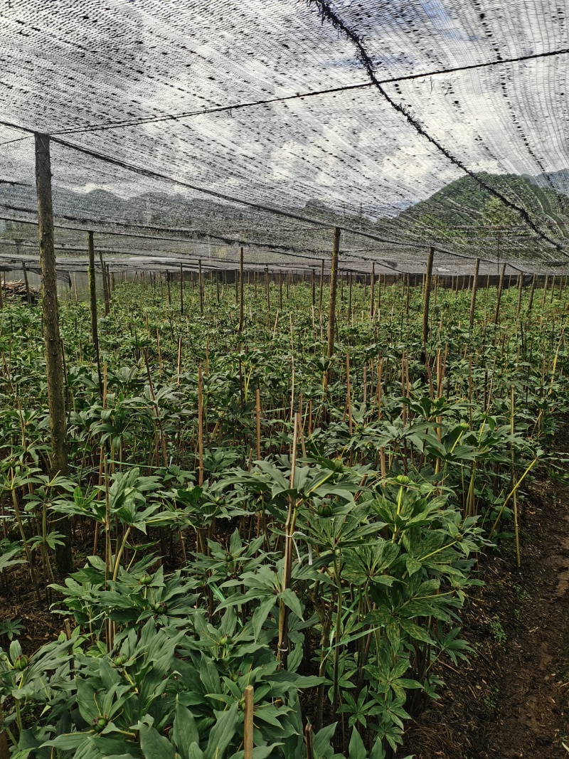 滇重楼鲜货
