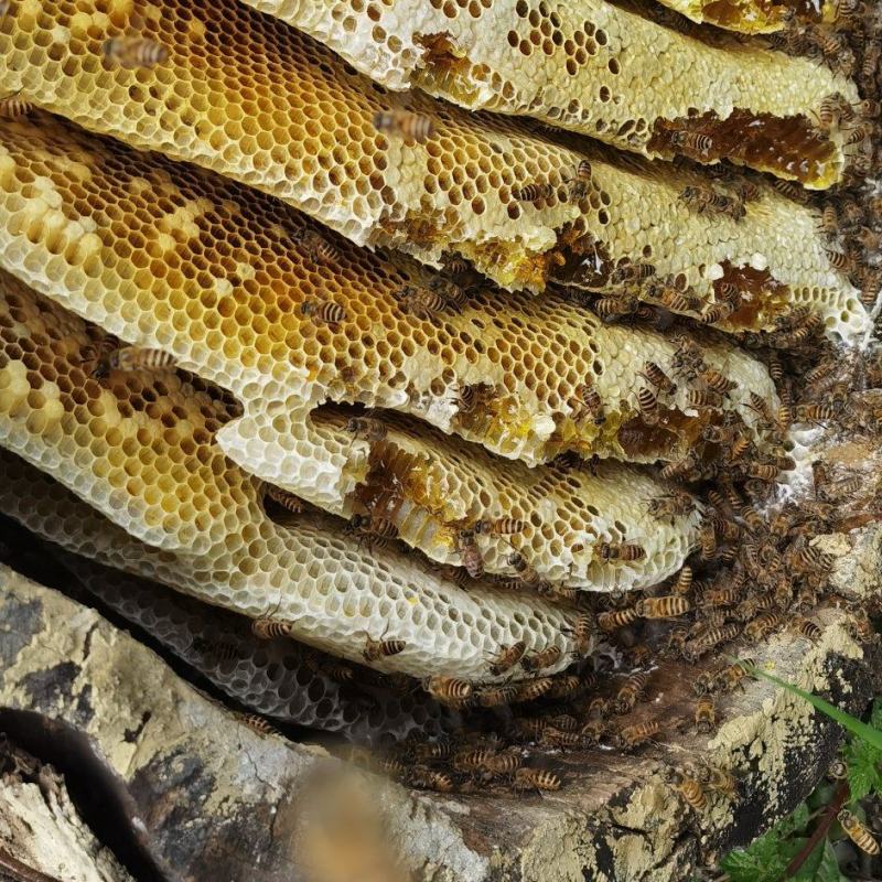纯正高山土蜂蜜，蜂桶是树干自制的，没喂白糖！！！有报告