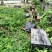 南岳山脚下土蜜蜂，养殖，自古来蜜蜂在南岳山上采百花蜜。