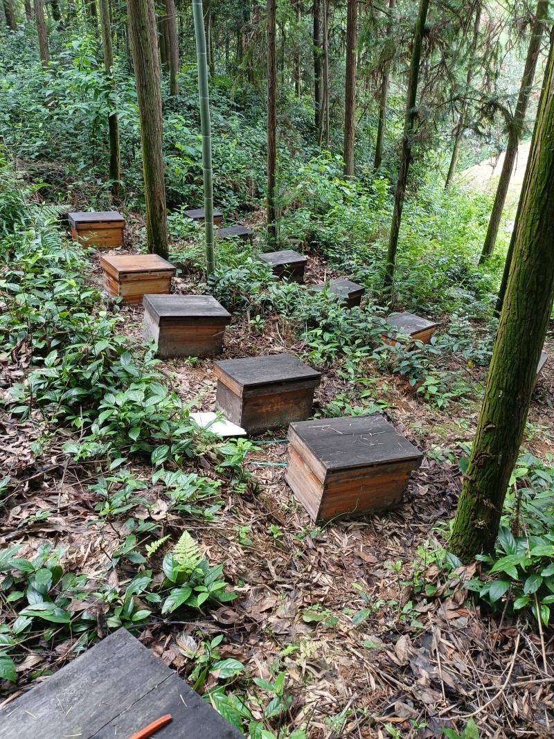 南岳山脚下土蜜蜂，养殖，自古来蜜蜂在南岳山上采百花蜜。