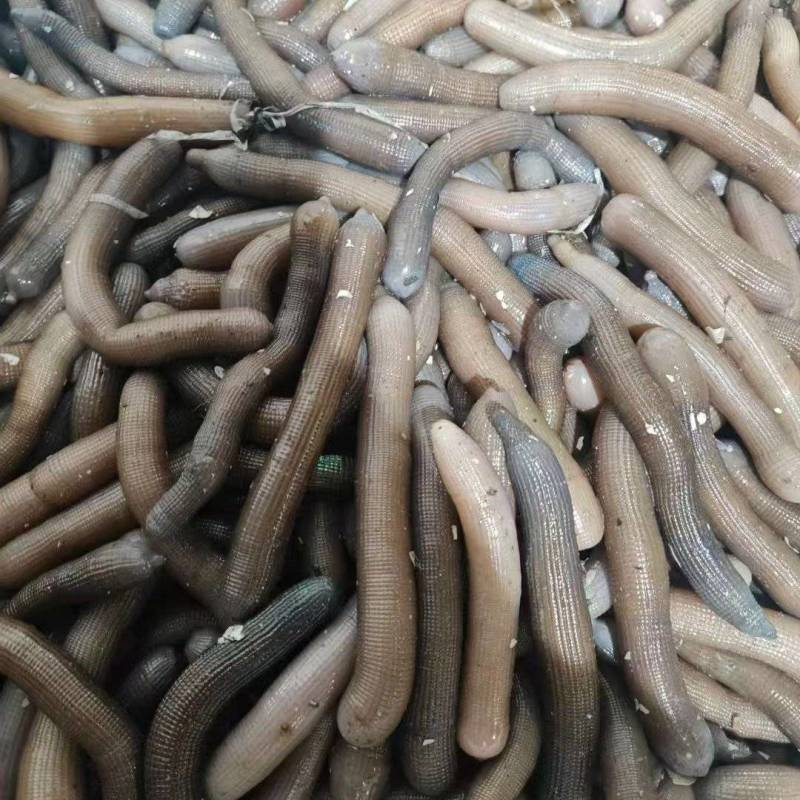 活沙虫品质有保障价格实惠口感好肉多欢迎老板联系