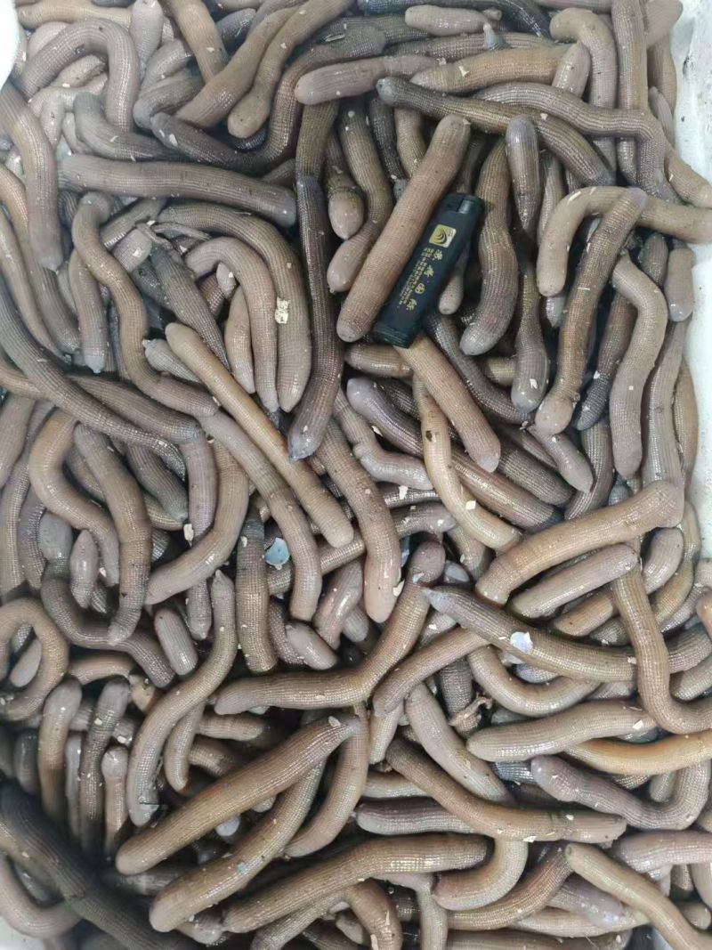 活沙虫品质有保障价格实惠口感好肉多欢迎老板联系
