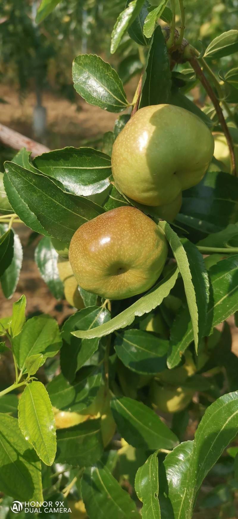 蟠枣