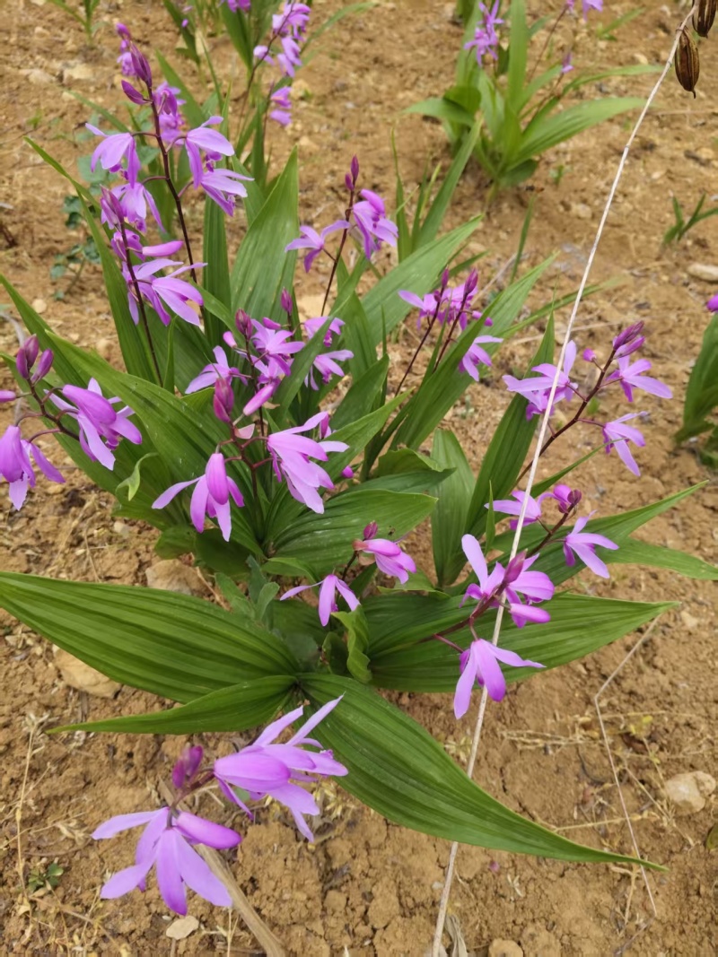 鲜货白芨大量上市，量大从优