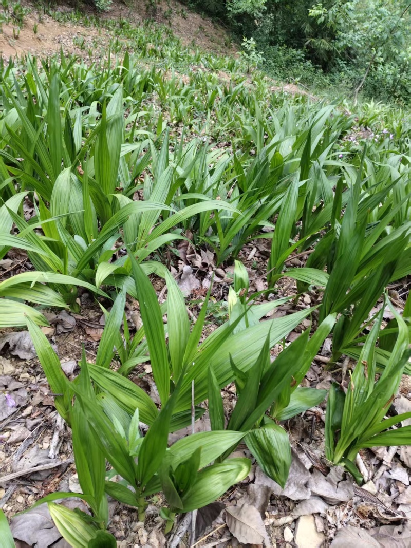 鲜货白芨大量上市，量大从优