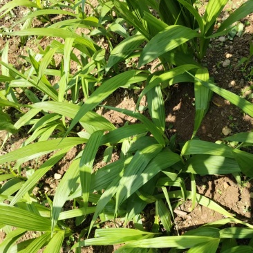 鲜货白芨大量上市，量大从优
