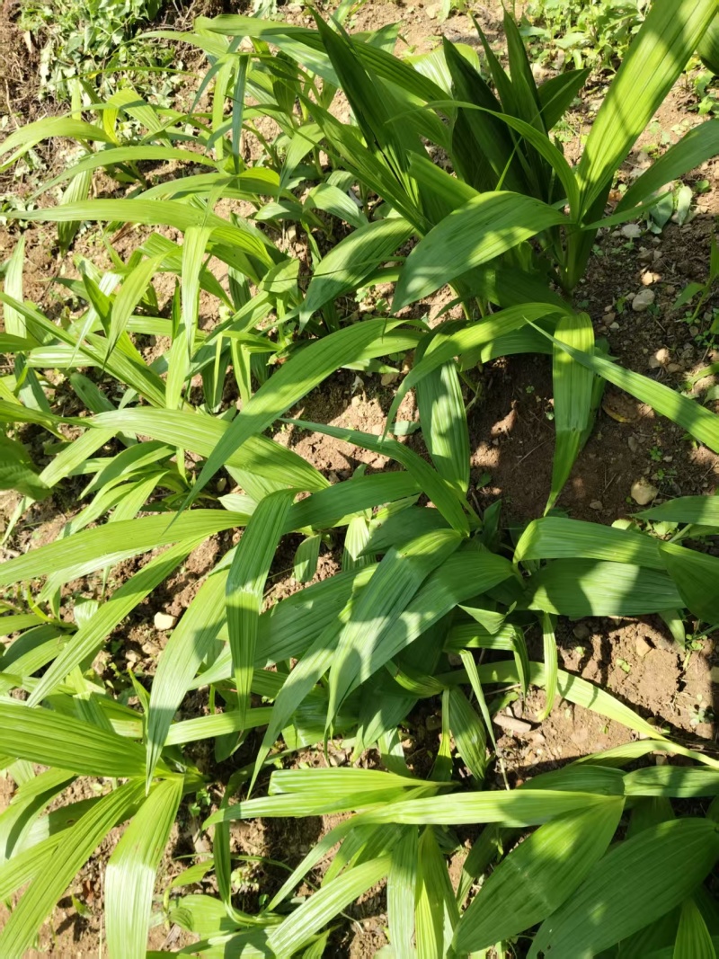 鲜货白芨大量上市，量大从优