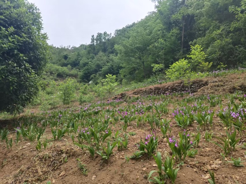 鲜货白芨大量上市，量大从优