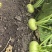 芥菜大量上市，光头芥菜，老品种芥菜。保质保量视频验货