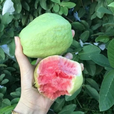 红心芭乐广东茂名产地直发货源充足