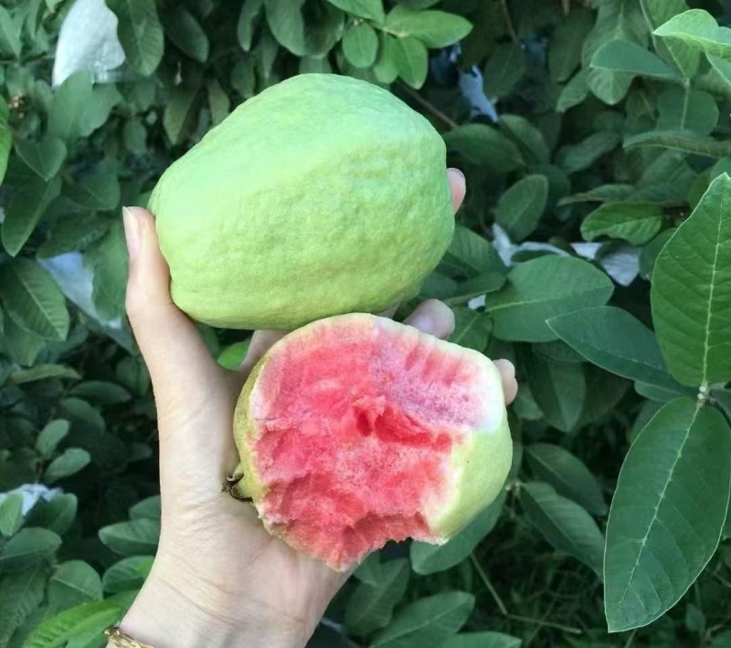 红心芭乐广东茂名产地直发货源充足