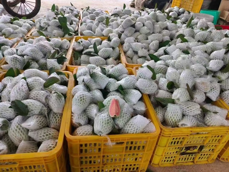 红心芭乐广东茂名产地直发货源充足
