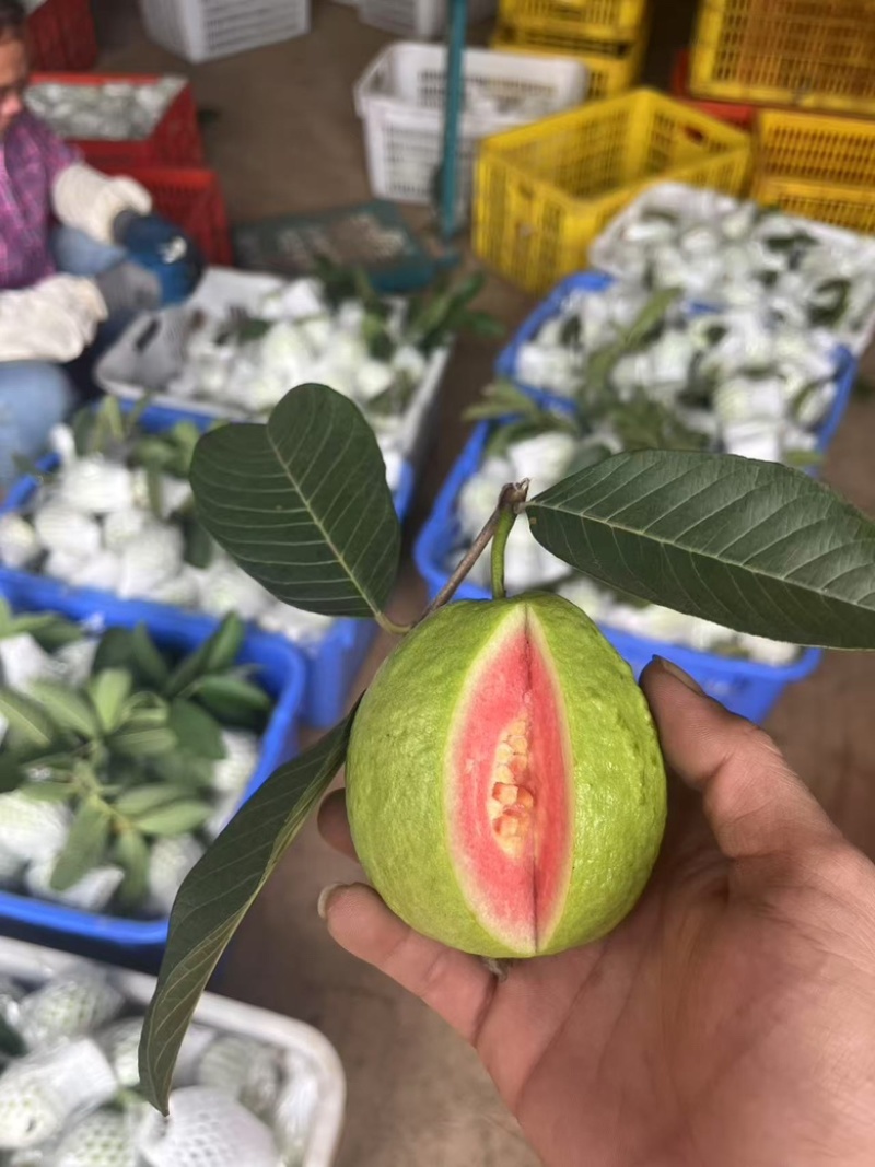 红心芭乐广东茂名产地直发货源充足