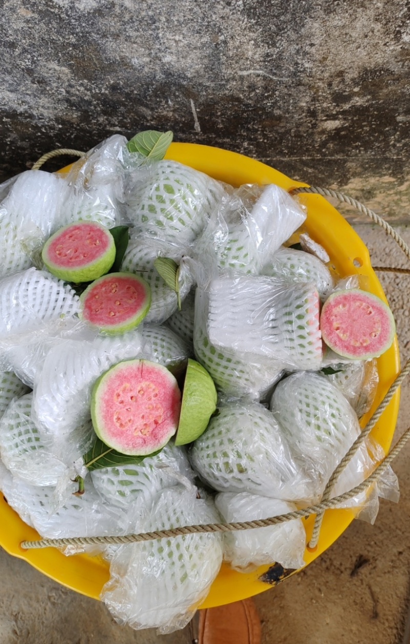 红心芭乐广东茂名产地直发货源充足