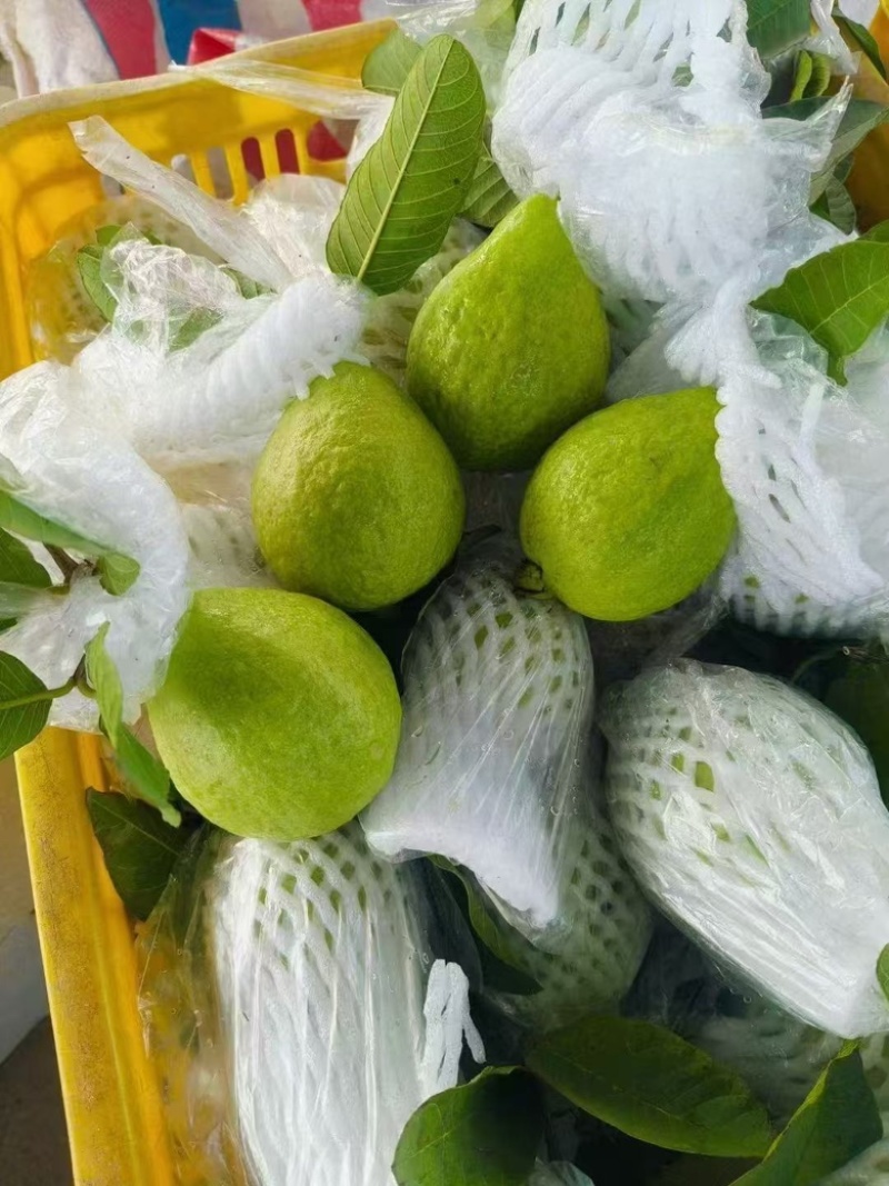 红心芭乐广东茂名产地直发货源充足