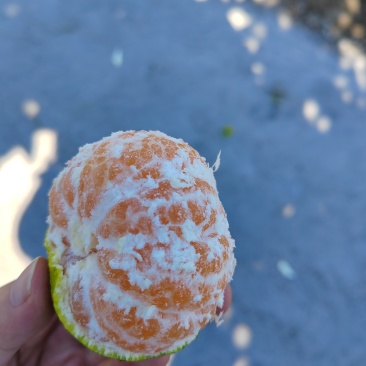 永安蜜橘（特早蜜）