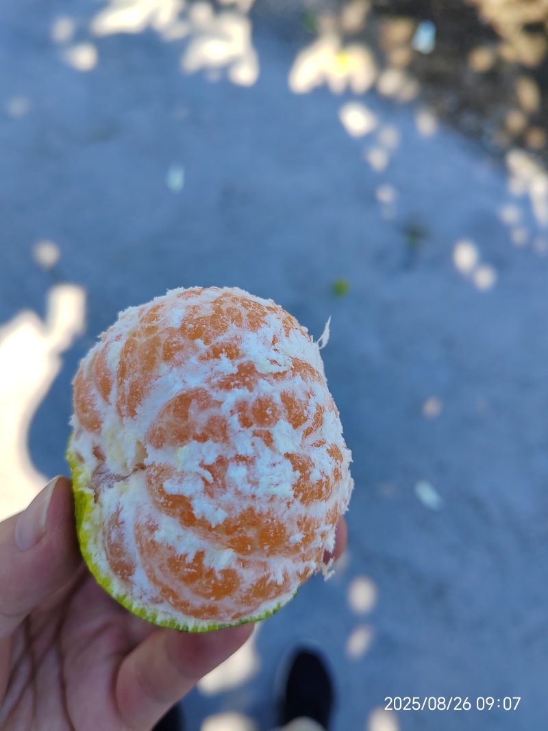 永安蜜橘（特早蜜）