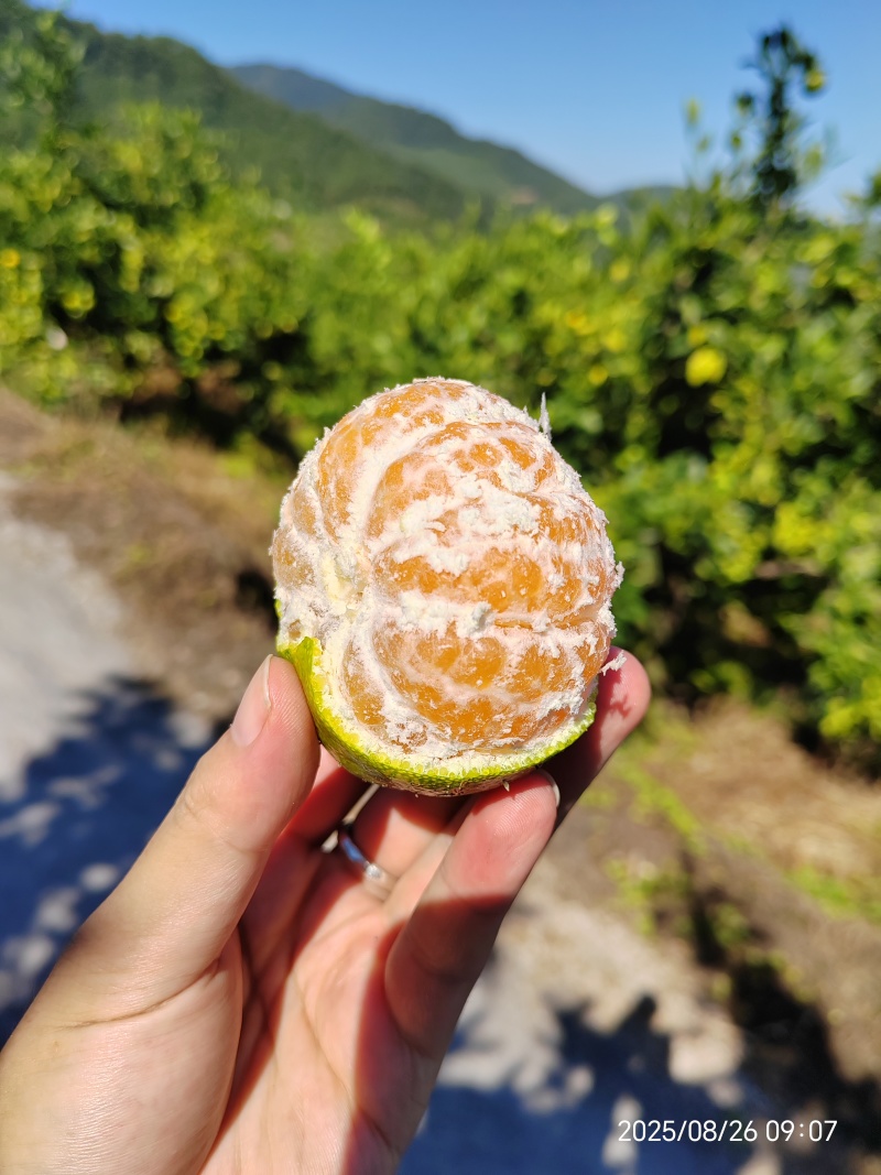 永安蜜橘（特早蜜）