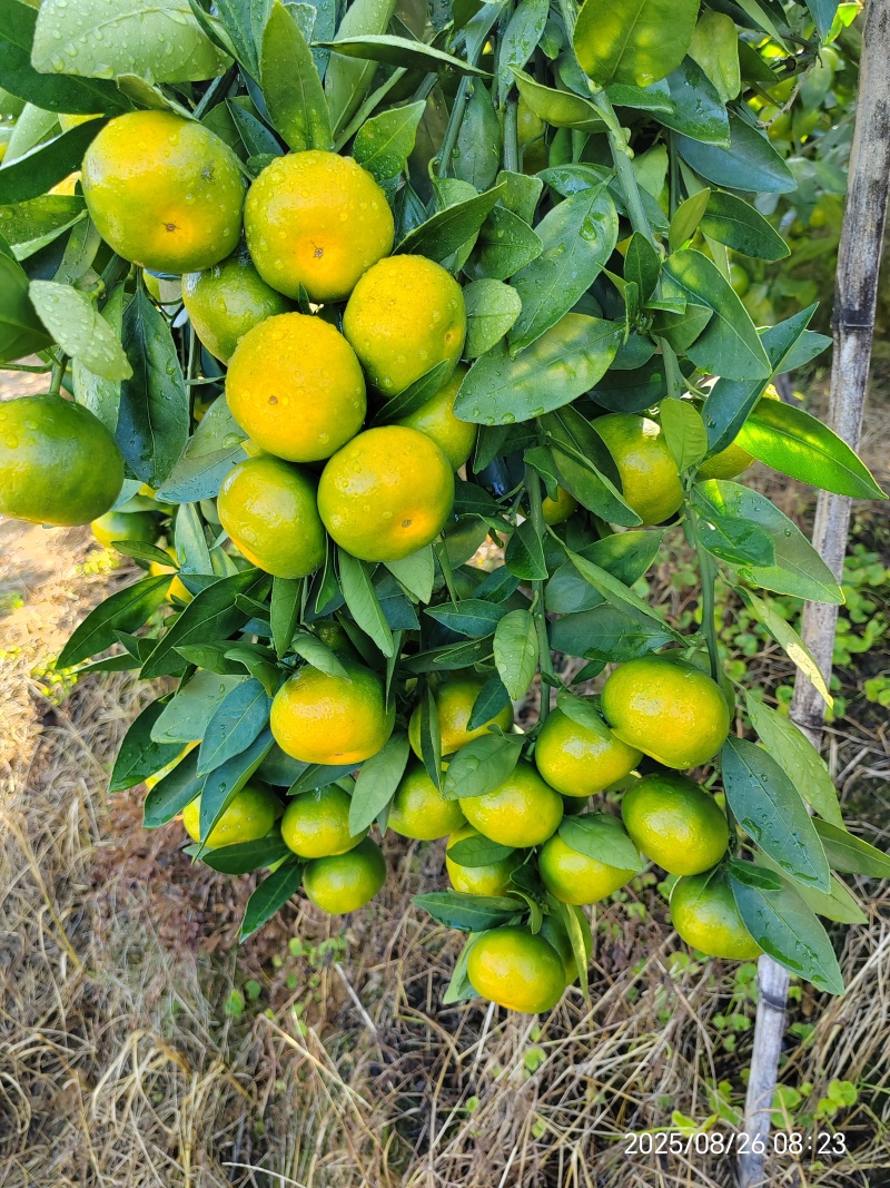 永安蜜橘（特早蜜）