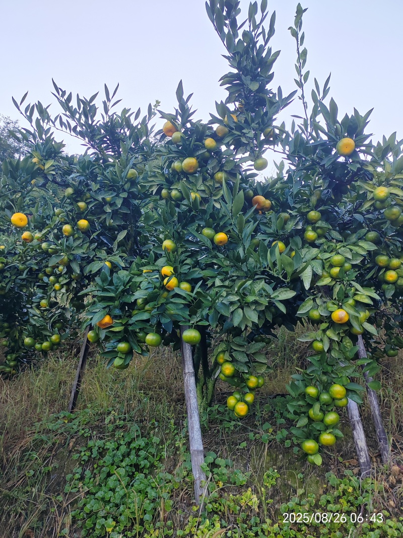 永安蜜橘（特早蜜）