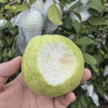 珍珠番石榴芭乐大量供应基地直发货源充足新鲜发货