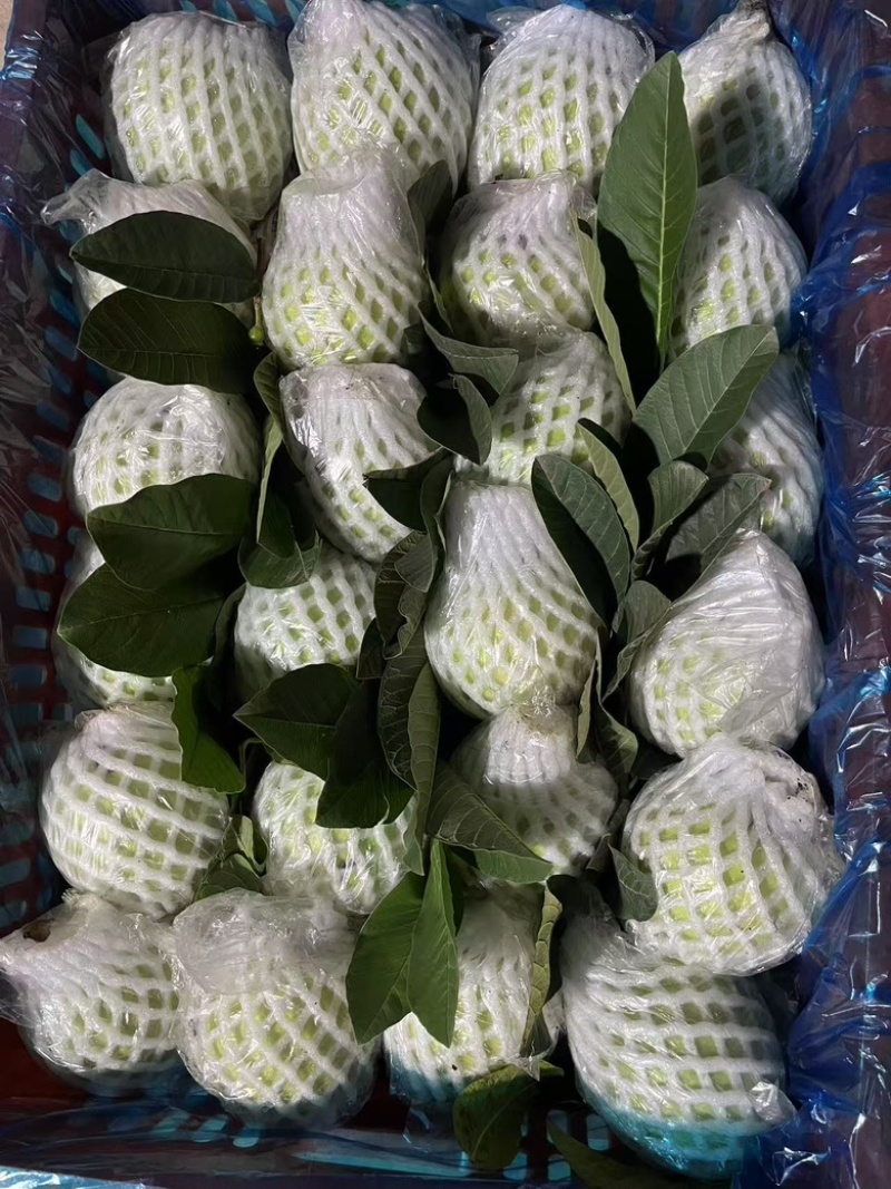 珍珠番石榴芭乐大量供应基地直发货源充足新鲜发货
