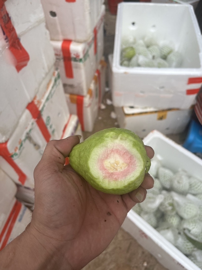 珍珠番石榴芭乐大量供应基地直发货源充足新鲜发货