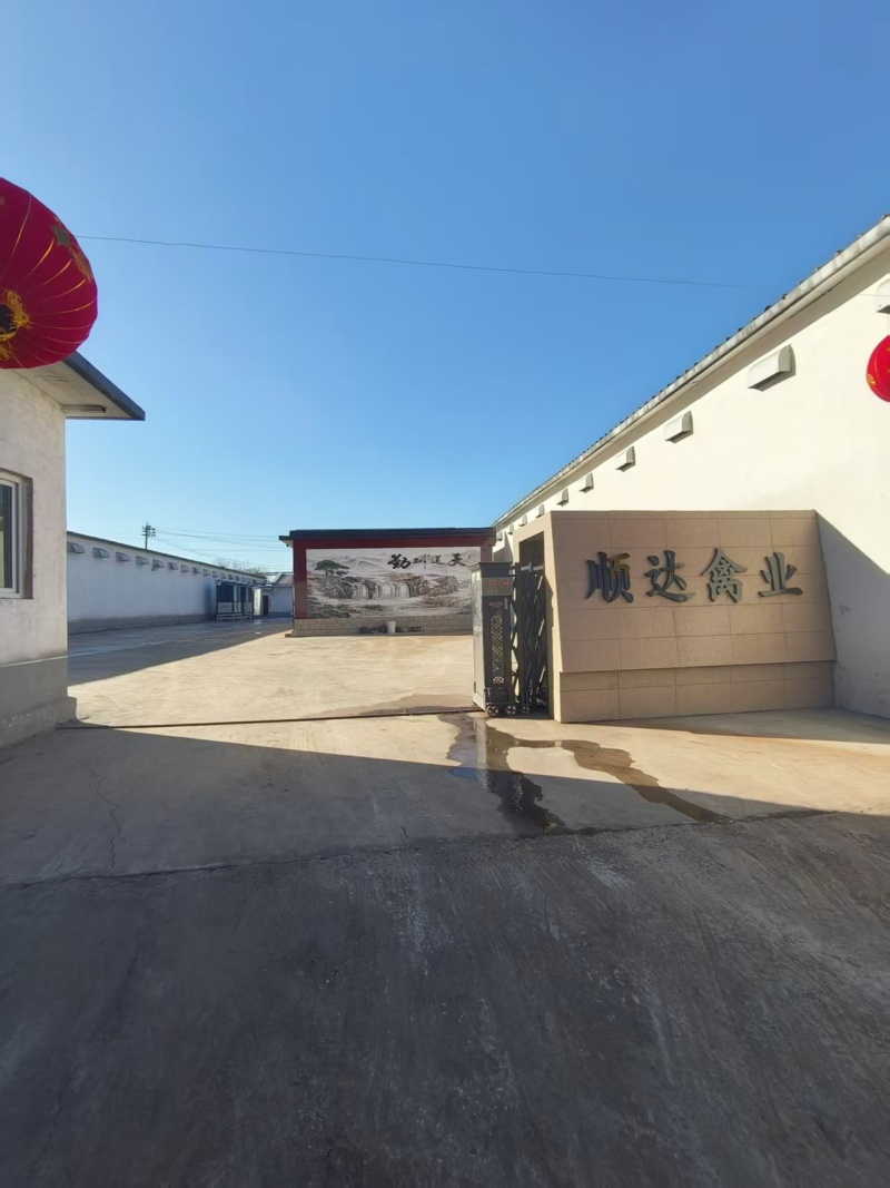 《大午金凤》青年鸡基地直鸡包蛋率不低于百分之90