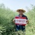 宁杂127油菜种子两系杂交甘蓝型油菜籽种籽高产抗病耐寒秋