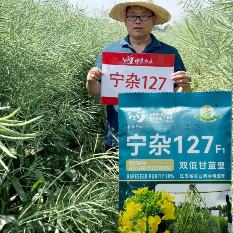 宁杂127油菜种子两系杂交甘蓝型油菜籽种籽高产抗病耐寒秋