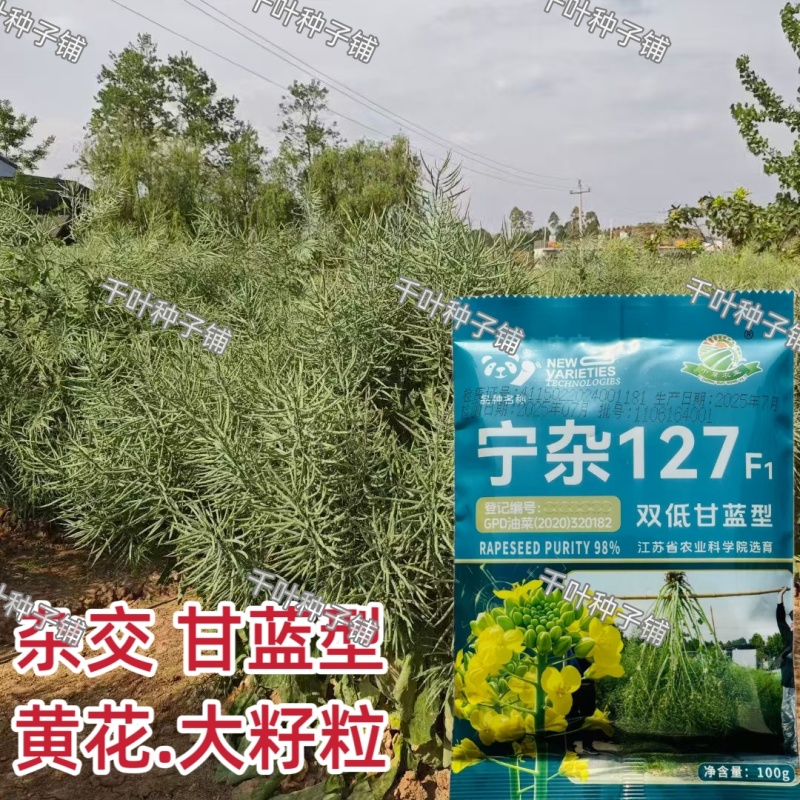 宁杂127油菜种子两系杂交甘蓝型油菜籽种籽高产抗病耐寒秋