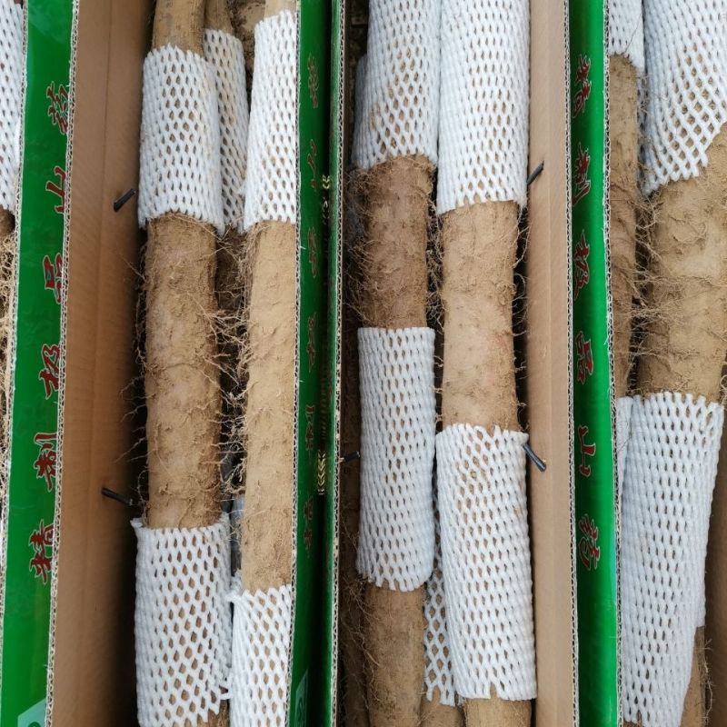 陕西榆林白玉山药，产地一手货源，可视频看货，对接全国客户