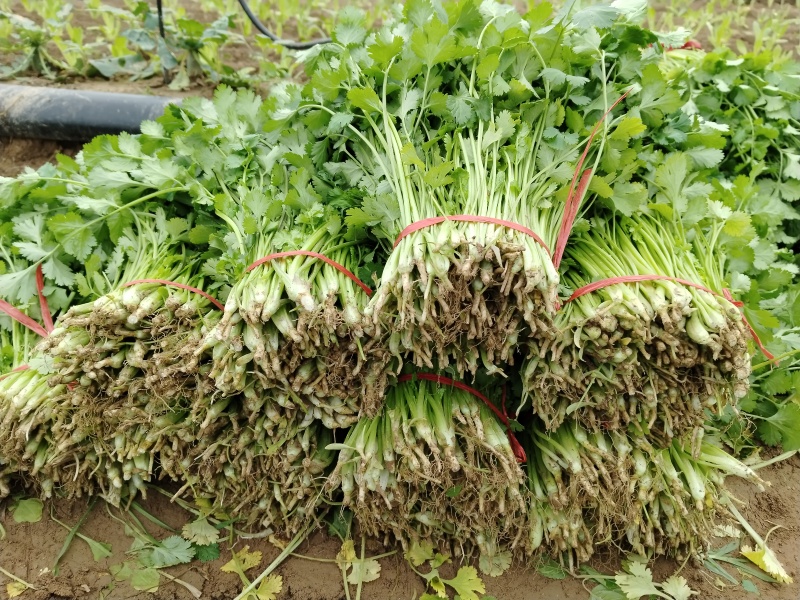 光杆茼蒿，河南西华大棚光杆茼蒿陆续上市。