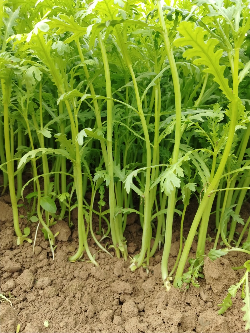 光杆茼蒿，河南西华大棚光杆茼蒿陆续上市。