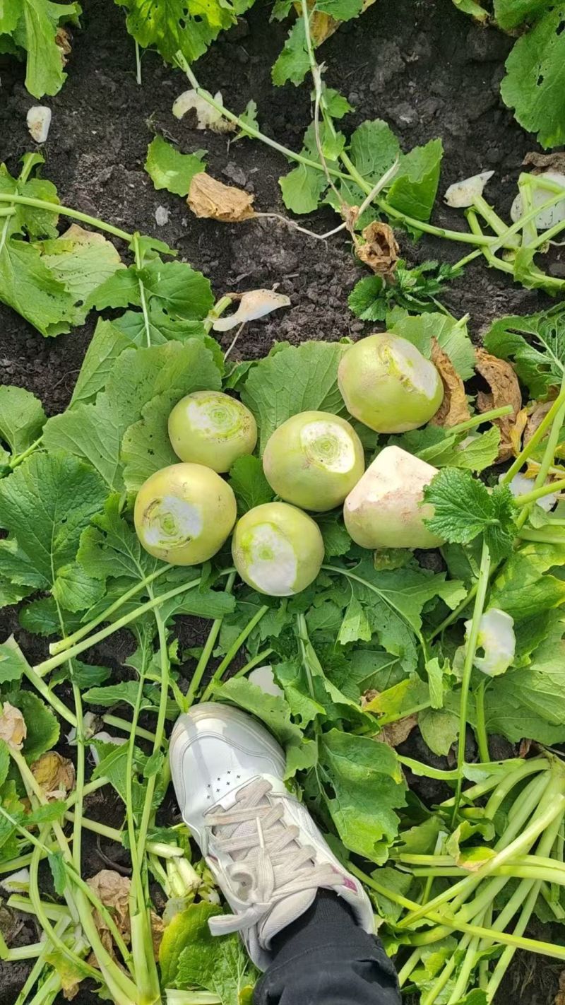 吉林芥菜，市场芥菜大量供应，加工厂，酱菜厂