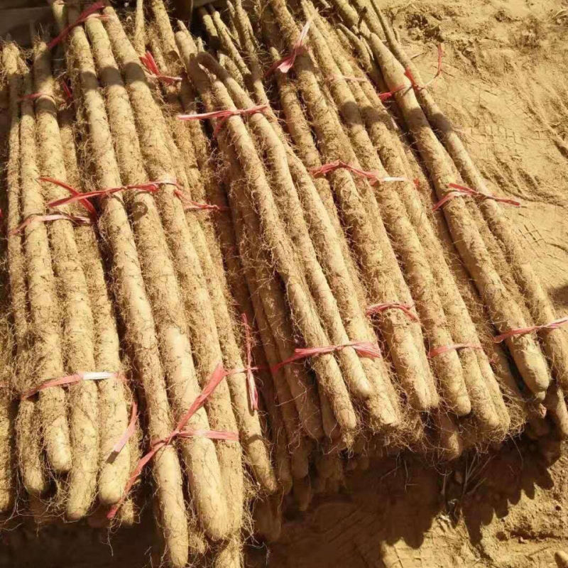 新疆白玉山药，产地直发，对接全国市场电商平台欢迎合作
