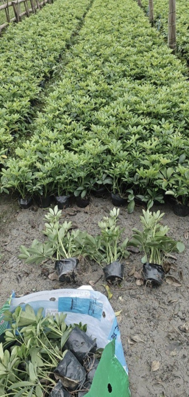 鸭脚木鹅掌柴，基地常年直销，各种规格，量大从优