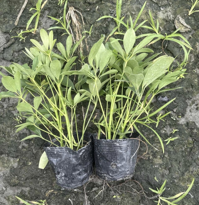 鸭脚木鹅掌柴，基地常年直销，各种规格，量大从优