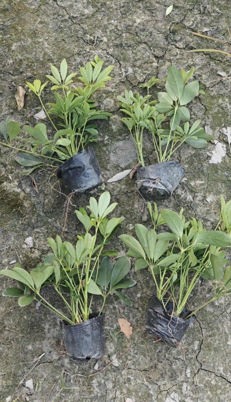 鸭脚木鹅掌柴，基地常年直销，各种规格，量大从优